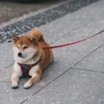 Shiba Eternity Download Day, SHIB to Be Burn With Game Profits