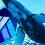Mysterious Whale Accumulates ARB Worth $2.95M in Bold Crypto Move