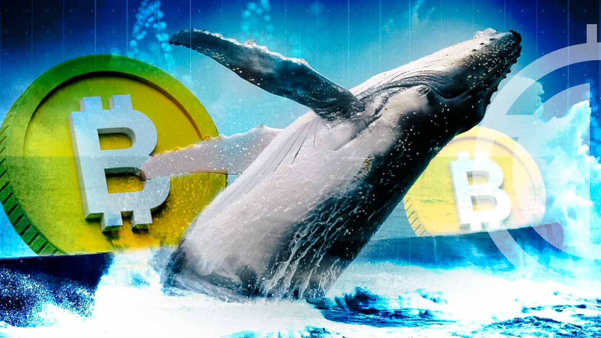 Whales Surge in Enthusiasm for Bitcoin as Dozens of High-Value Addresses Emerge