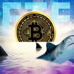 Bitcoin Whales and Sharks Surge in Accumulation Amid ETF Launch Announcements