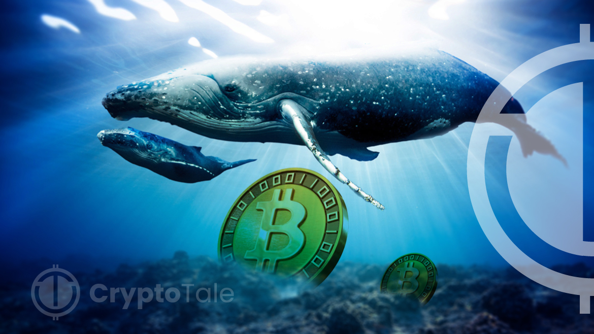 Bitcoin Whales on the Rise Amid Price Adjustments