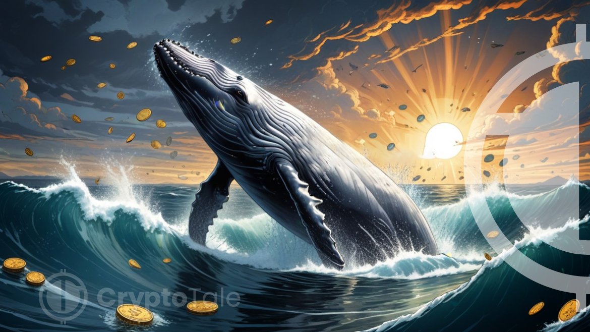 Bitcoin Whales Signal Conviction: What's Next?
