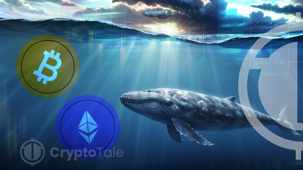 Whale Transactions Drop,Yet Accumulation Trend Persist