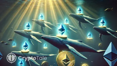 Ethereum Whales Stack Tokens What This Means for Price