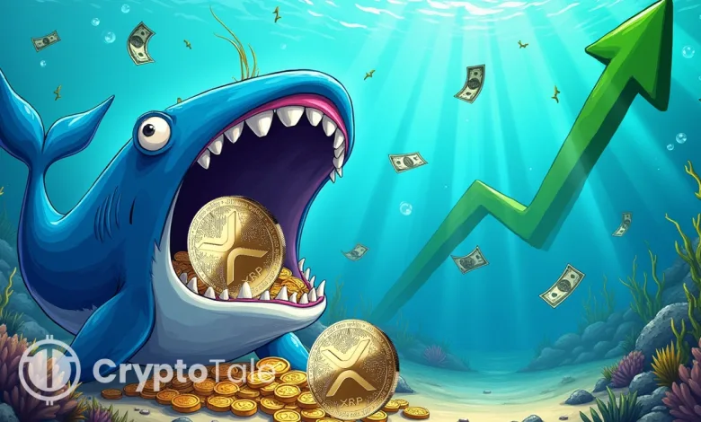 XRP Price Surge Incoming Whale Activity Signals Breakout